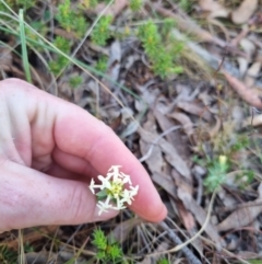 Pimelea linifolia subsp. caesia at QPRC LGA - 12 Nov 2023