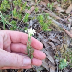 Pimelea linifolia subsp. caesia at QPRC LGA - suppressed