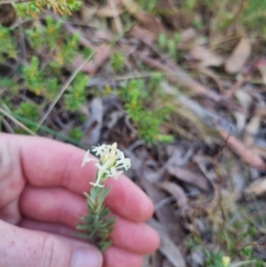 Pimelea linifolia subsp. caesia at QPRC LGA - suppressed