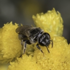 Lasioglossum (Chilalictus) sp. (genus & subgenus) (Halictid bee) at Blue Devil Grassland, Umbagong Park (BDG) - 10 Nov 2023 by kasiaaus