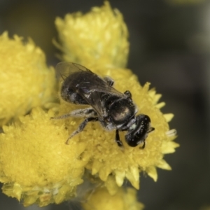 Lasioglossum (Chilalictus) sp. (genus & subgenus) at Blue Devil Grassland, Umbagong Park (BDG) - 10 Nov 2023