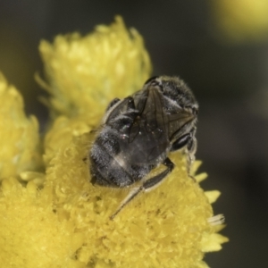 Lasioglossum (Chilalictus) sp. (genus & subgenus) at Blue Devil Grassland, Umbagong Park (BDG) - 10 Nov 2023