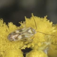 Miridae (family) (Unidentified plant bug) at Blue Devil Grassland, Umbagong Park (BDG) - 10 Nov 2023 by kasiaaus