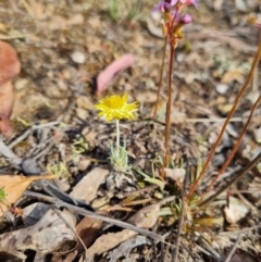 Leucochrysum albicans subsp. albicans (Hoary Sunray) at QPRC LGA - 12 Nov 2023 by clarehoneydove