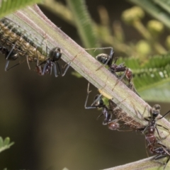 Jalmenus ictinus (Stencilled Hairstreak) at The Pinnacle - 3 Nov 2023 by AlisonMilton