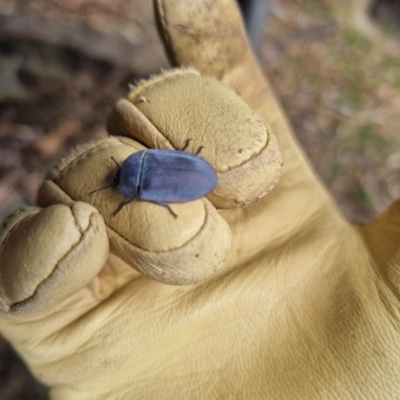 Pterohelaeus planus (Pie dish beetle) at QPRC LGA - 12 Nov 2023 by clarehoneydove