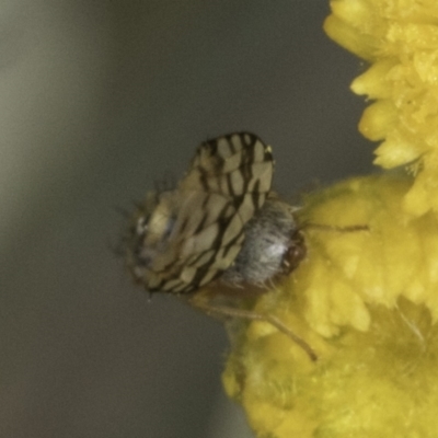 Austrotephritis poenia (Australian Fruit Fly) at Umbagong District Park - 10 Nov 2023 by kasiaaus