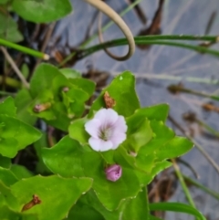 Gratiola peruviana (Australian Brooklime) at QPRC LGA - 11 Nov 2023 by clarehoneydove