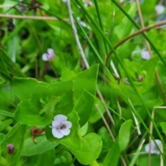 Gratiola peruviana at QPRC LGA - 11 Nov 2023