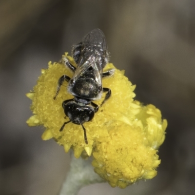 Lasioglossum (Chilalictus) cognatum (sweat bee) at Umbagong District Park - 10 Nov 2023 by kasiaaus