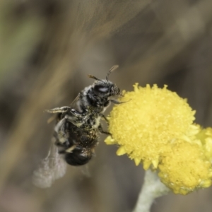 Lasioglossum (Chilalictus) cognatum at Latham, ACT - 10 Nov 2023 03:50 PM