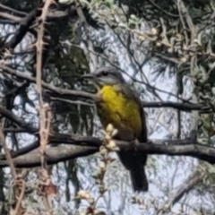 Eopsaltria australis (Eastern Yellow Robin) at QPRC LGA - 12 Nov 2023 by clarehoneydove