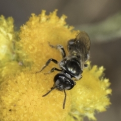Lasioglossum (Chilalictus) sp. (genus & subgenus) (Halictid bee) at Latham, ACT - 10 Nov 2023 by kasiaaus