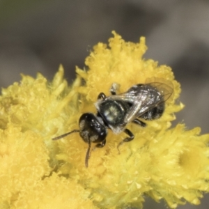 Lasioglossum (Chilalictus) sp. (genus & subgenus) at Latham, ACT - 10 Nov 2023 03:52 PM