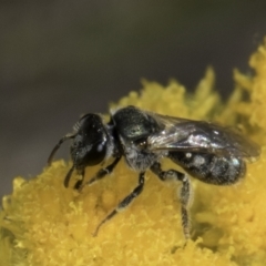 Lasioglossum (Chilalictus) sp. (genus & subgenus) at Latham, ACT - 10 Nov 2023 03:52 PM