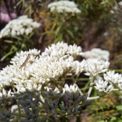 Mantodea (order) (Unidentified praying mantis) at Justice Robert Hope Reserve (JRH) - 10 Nov 2023 by abread111