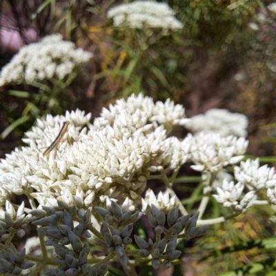 Mantodea (order) (Unidentified praying mantis) at Justice Robert Hope Reserve (JRH) - 10 Nov 2023 by abread111