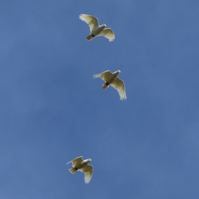 Cacatua sanguinea (Little Corella) at Wodonga - 11 Nov 2023 by KylieWaldon