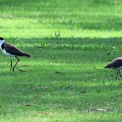 Vanellus miles (Masked Lapwing) at Willow Park - 11 Nov 2023 by KylieWaldon