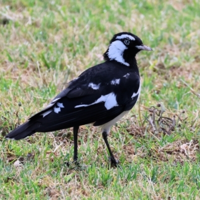 Grallina cyanoleuca (Magpie-lark) at Wodonga - 11 Nov 2023 by KylieWaldon