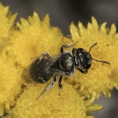 Lasioglossum (Chilalictus) sp. (genus & subgenus) (Halictid bee) at Umbagong District Park - 10 Nov 2023 by kasiaaus