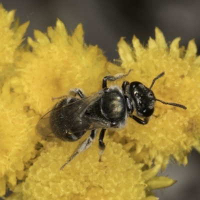 Lasioglossum (Chilalictus) sp. (genus & subgenus) (Halictid bee) at Latham, ACT - 10 Nov 2023 by kasiaaus