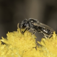 Lasioglossum (Chilalictus) sp. (genus & subgenus) at Blue Devil Grassland, Umbagong Park (BDG) - 10 Nov 2023