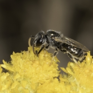 Lasioglossum (Chilalictus) sp. (genus & subgenus) at Blue Devil Grassland, Umbagong Park (BDG) - 10 Nov 2023