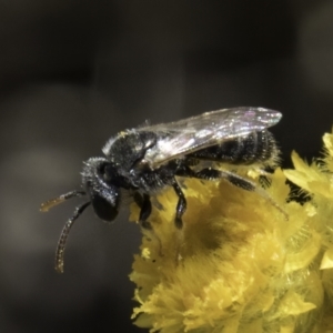 Lasioglossum (Chilalictus) sp. (genus & subgenus) at Latham, ACT - 10 Nov 2023 03:53 PM