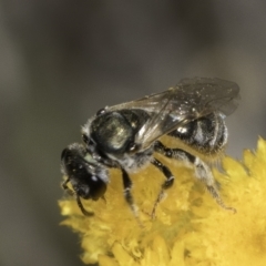 Lasioglossum (Chilalictus) sp. (genus & subgenus) at Blue Devil Grassland, Umbagong Park (BDG) - 10 Nov 2023