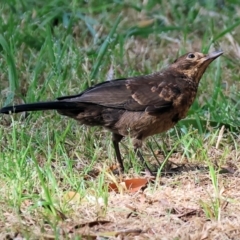 Turdus merula (Eurasian Blackbird) at Wodonga, VIC - 11 Nov 2023 by KylieWaldon