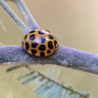 Harmonia conformis (Common Spotted Ladybird) at Wodonga - 11 Nov 2023 by KylieWaldon