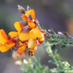 Mirbelia oxylobioides (Mountain Mirbelia) at Wodonga - 11 Nov 2023 by KylieWaldon