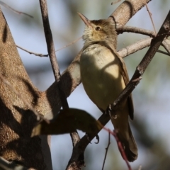 Acrocephalus australis (Australian Reed-Warbler) at Willow Park - 12 Nov 2023 by KylieWaldon