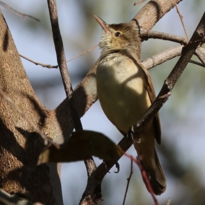 Acrocephalus australis (Australian Reed-Warbler) at Willow Park - 11 Nov 2023 by KylieWaldon