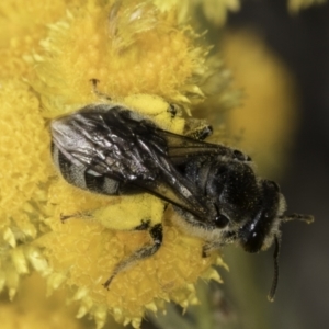 Lasioglossum (Chilalictus) sp. (genus & subgenus) at Latham, ACT - 10 Nov 2023 03:54 PM