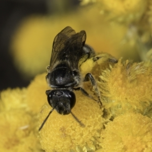 Lasioglossum (Chilalictus) sp. (genus & subgenus) at Blue Devil Grassland, Umbagong Park (BDG) - 10 Nov 2023