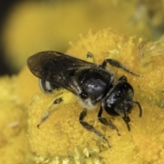 Lasioglossum (Chilalictus) sp. (genus & subgenus) at Latham, ACT - 10 Nov 2023 03:54 PM