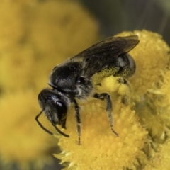 Lasioglossum (Chilalictus) sp. (genus & subgenus) at Blue Devil Grassland, Umbagong Park (BDG) - 10 Nov 2023