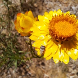 Tebenna micalis at Justice Robert Hope Reserve (JRH) - 10 Nov 2023 12:37 PM