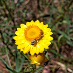 Tebenna micalis at Justice Robert Hope Reserve (JRH) - 10 Nov 2023 12:37 PM