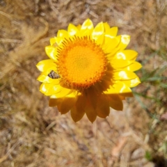 Tebenna micalis at Justice Robert Hope Reserve (JRH) - 10 Nov 2023 12:37 PM