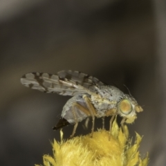 Austrotephritis poenia (Australian Fruit Fly) at Umbagong District Park - 10 Nov 2023 by kasiaaus