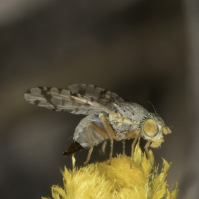 Austrotephritis poenia (Australian Fruit Fly) at Umbagong District Park - 10 Nov 2023 by kasiaaus