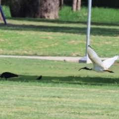 Threskiornis molucca (Australian White Ibis) at Wodonga - 11 Nov 2023 by KylieWaldon