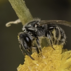 Lasioglossum (Chilalictus) sp. (genus & subgenus) (Halictid bee) at Blue Devil Grassland, Umbagong Park (BDG) - 10 Nov 2023 by kasiaaus