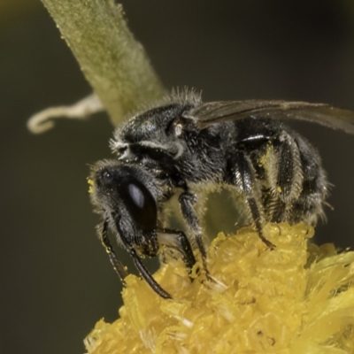 Lasioglossum (Chilalictus) sp. (genus & subgenus) (Halictid bee) at Umbagong District Park - 10 Nov 2023 by kasiaaus