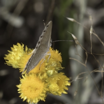 Zizina otis (Common Grass-Blue) at Umbagong District Park - 10 Nov 2023 by kasiaaus