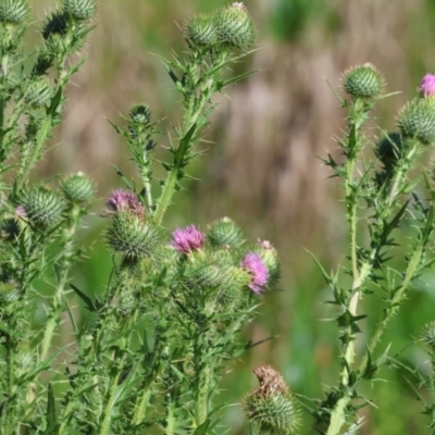 Cirsium vulgare (Spear Thistle) at Wodonga - 12 Nov 2023 by KylieWaldon