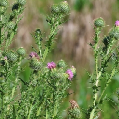 Cirsium vulgare (Spear Thistle) at Wodonga - 11 Nov 2023 by KylieWaldon